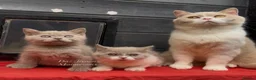 British Shorthair cats for sale: Chunky registered British shorthair kittens 🐻  - Advert 4