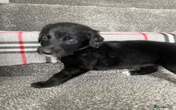 Mixed Breed dogs for sale: Cocker collie cross  - Image 10