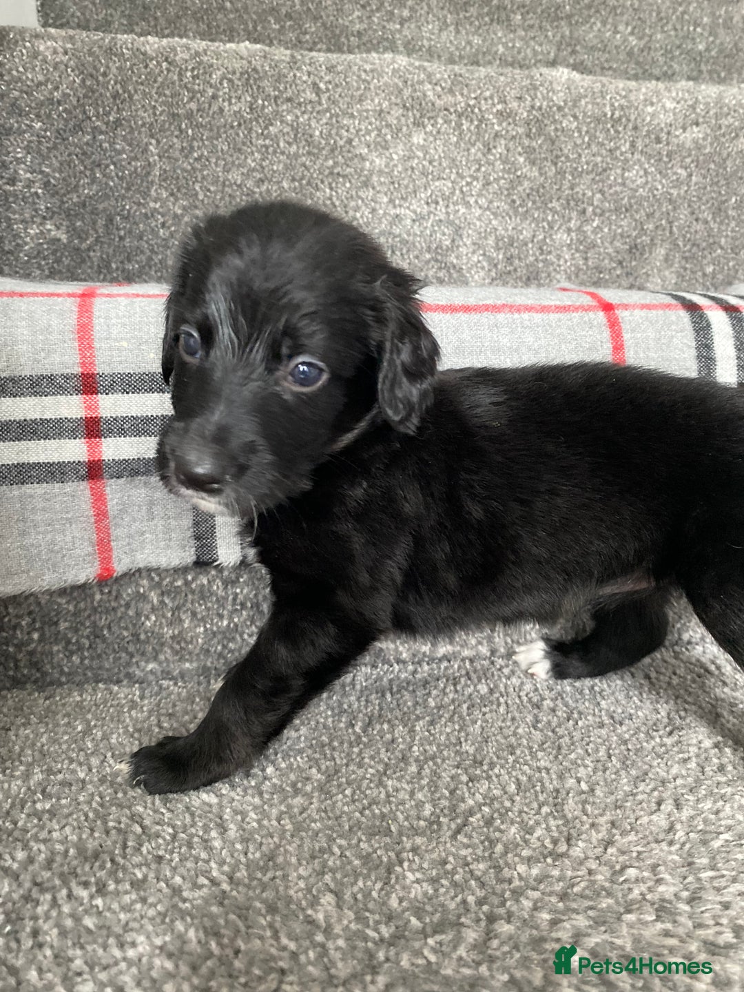 Mixed Breed dogs for sale: Cocker collie cross  - Image 10