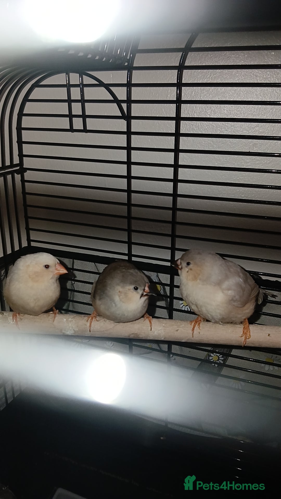 Finches birds Zebra finch chicks - Advert 2