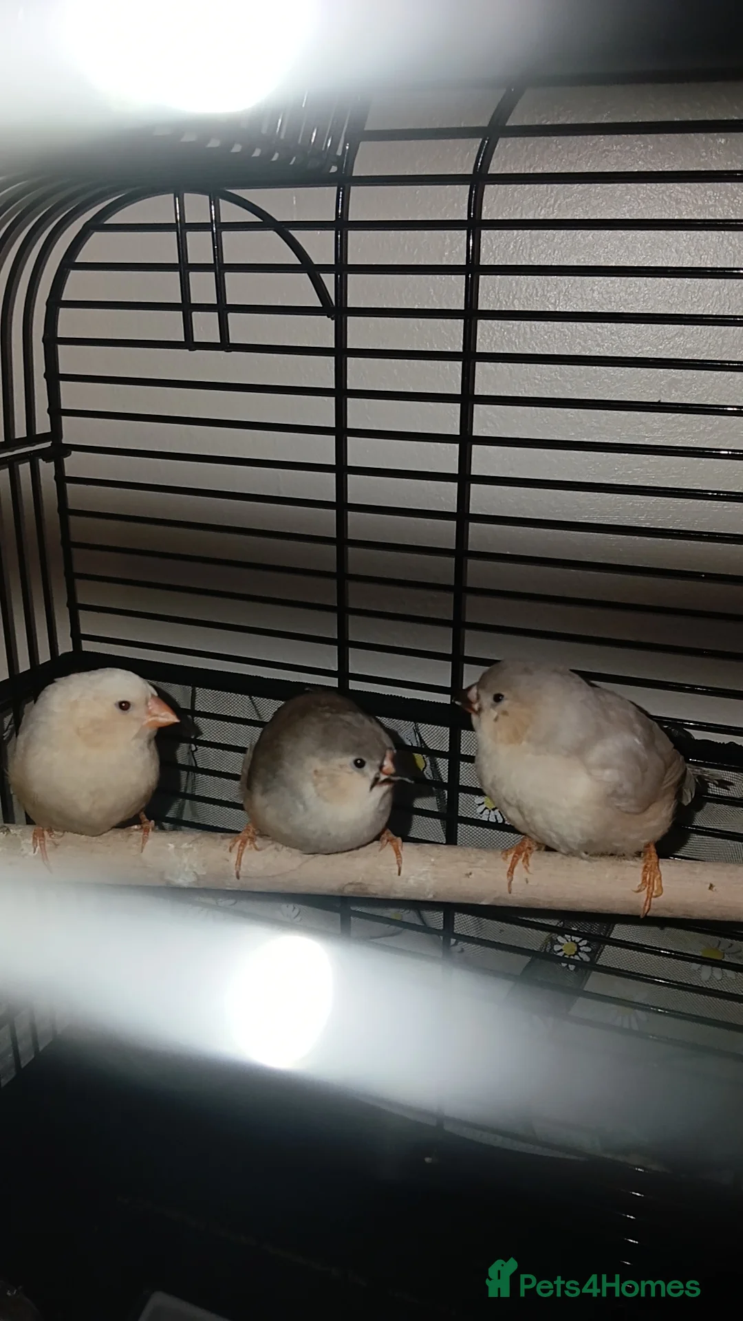 Finches birds for sale: Zebra finch chicks - Advert 2