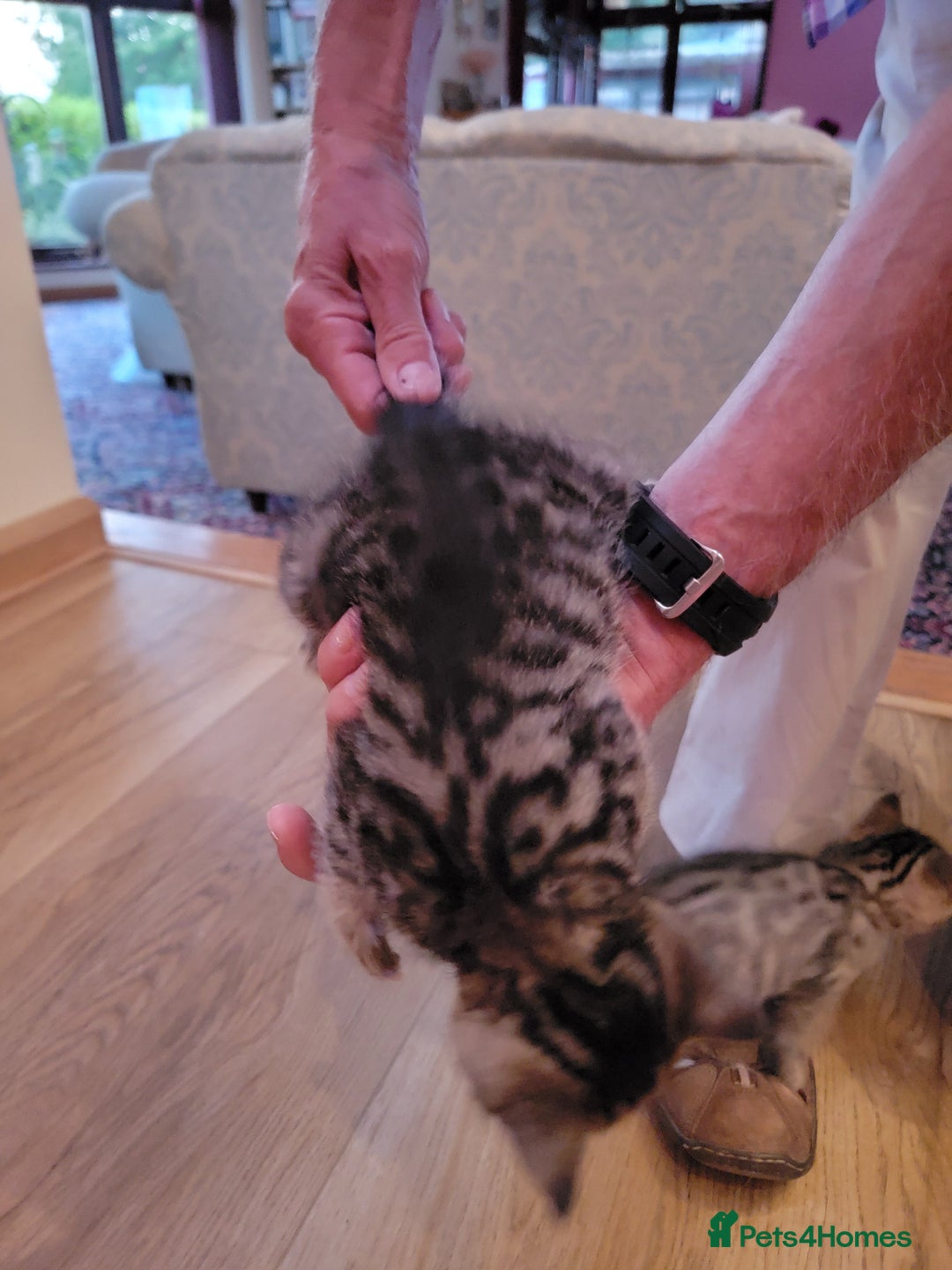 Mixed Breed cats for sale: Beautiful kittens for sale - Image 6