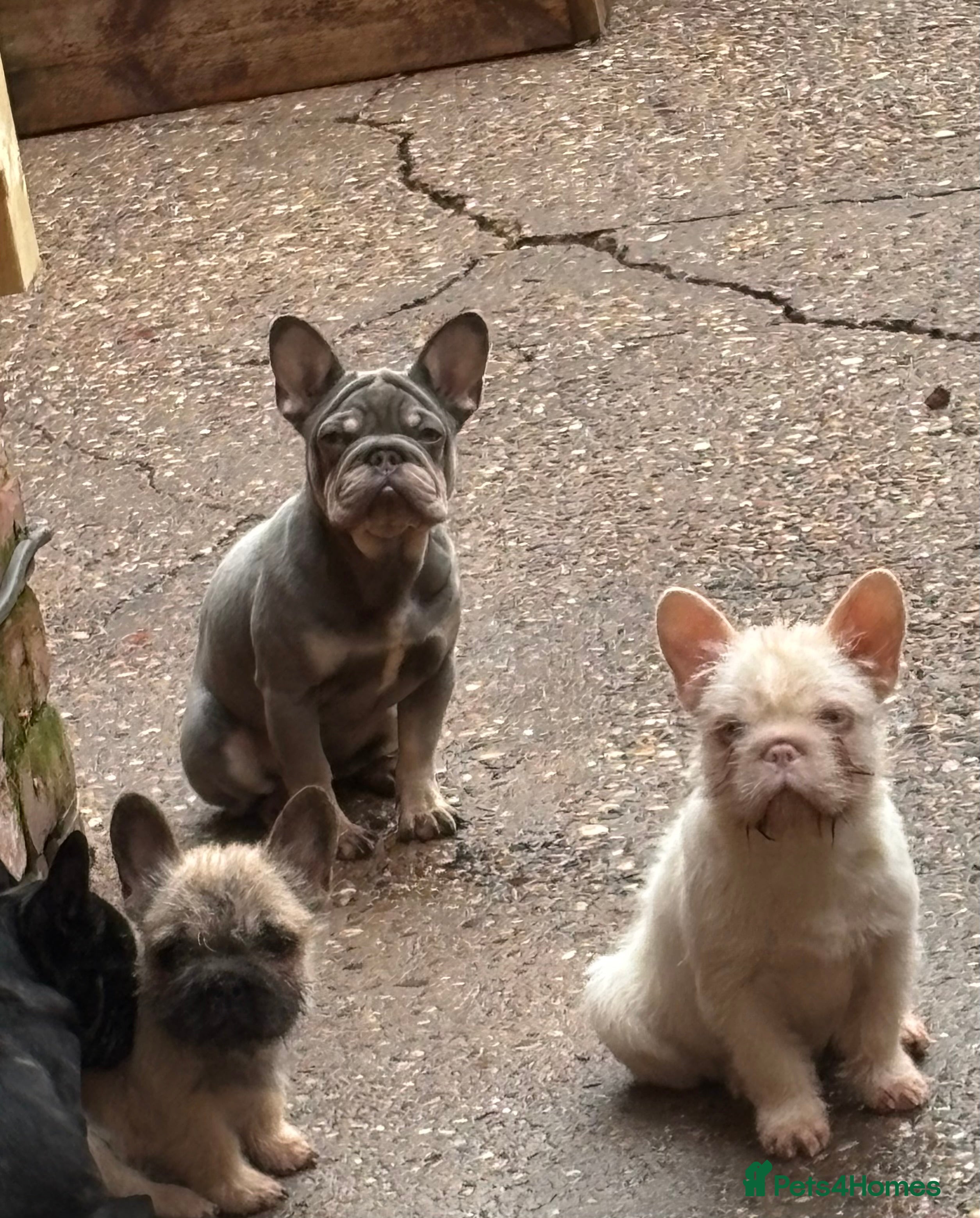 French Bulldog dogs French bulldog wire hair pink  - Advert 2