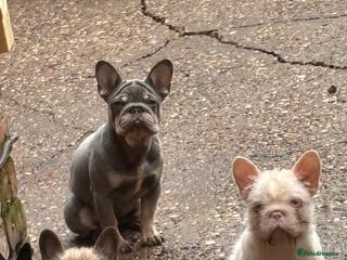 French Bulldog dogs French bulldog wire hair pink - Advert 19