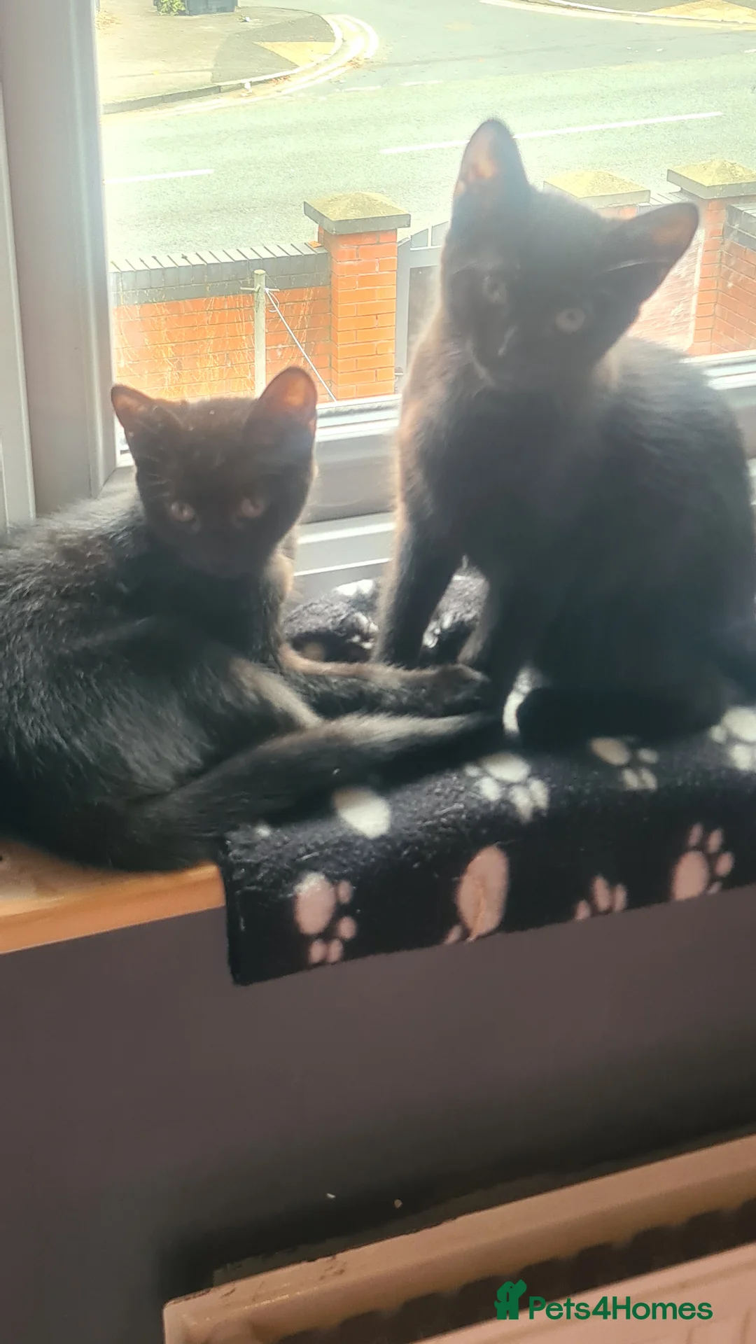 Mixed Breed cats for sale: 3 beautiful 8month old kittens in Manchester - Advert 4