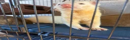 Ferret rodents for sale: 3 Year old Bonded Pair of Ferrets - Very Friendly - Advert 4