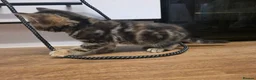 Norwegian Forest Cat cats for sale: Norwegian forest cat X marbled bengal - Advert 7