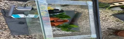 Fancy Goldfish fish for sale: Big fish tank and all accessories - Advert 12