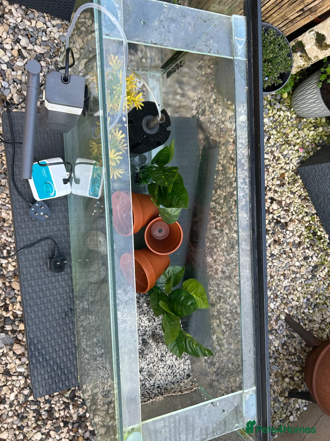Fancy Goldfish fish for sale: Big fish tank and all accessories - Advert 12