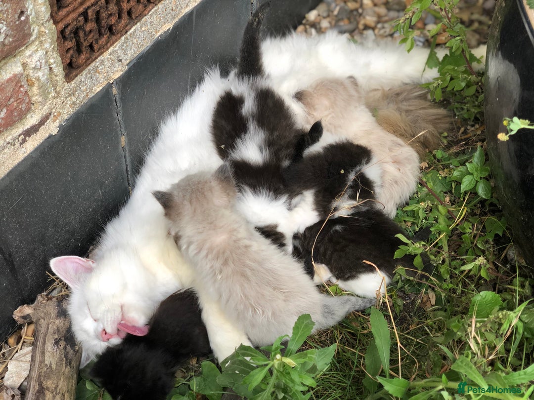 Mixed Breed cats for sale: Delilah’s kittens - Image 5
