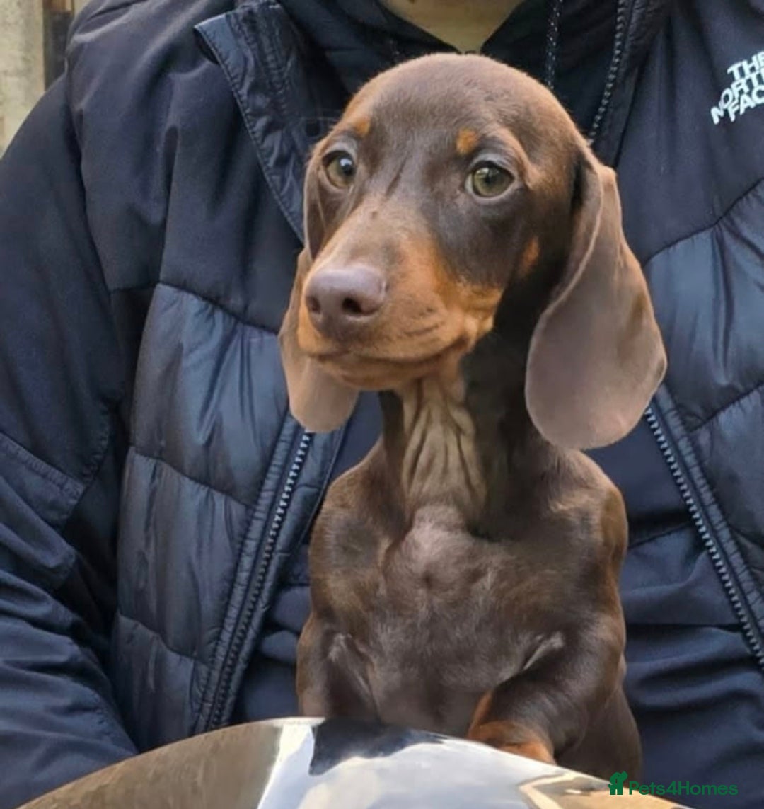 Miniature Dachshund dogs for sale: 2 Gorgeus Miniature dachshunds🥰 - Advert 2