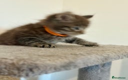 British Longhair cats for sale:  British longhair kittens 3 male 1 female  - Image 31