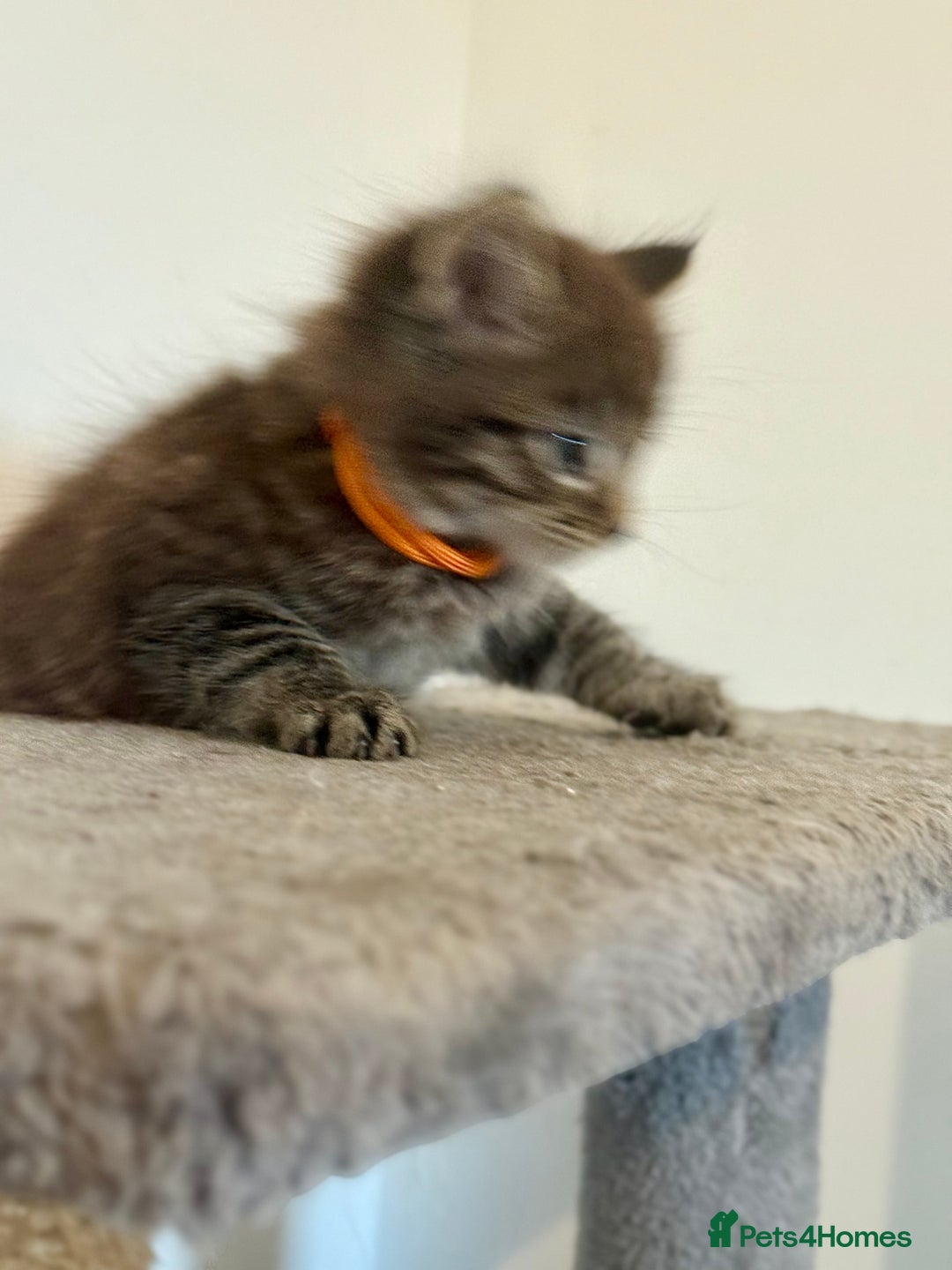 British Longhair cats for sale:  British longhair kittens 3 male 1 female  - Image 31