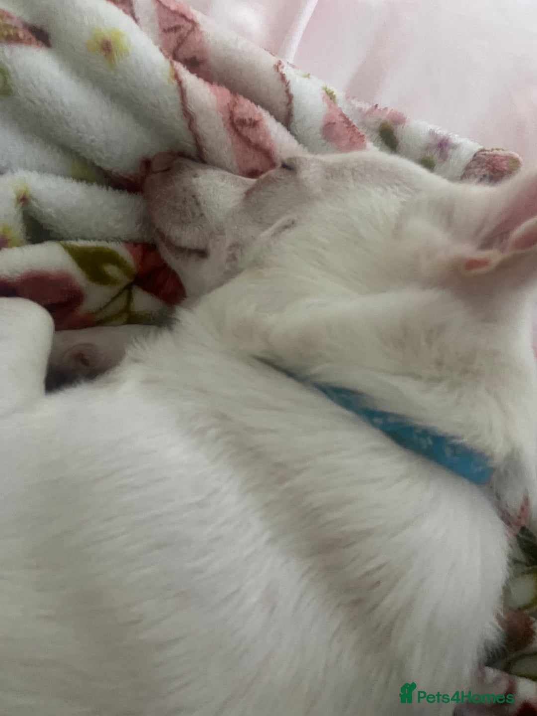 Pomchi dogs for sale: Mr Pennington marshmallow Grabowski  - Image 12