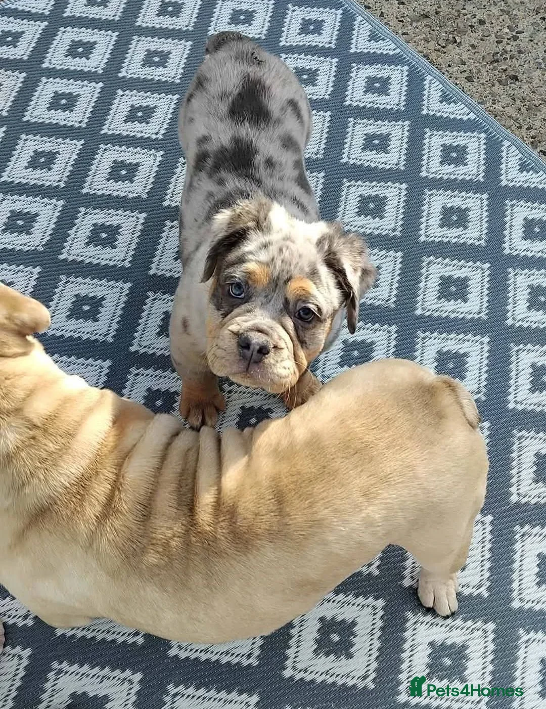 Olde English Bulldogge dogs for sale: Olde english fluffy mammut in Middlesbrough - Advert 2