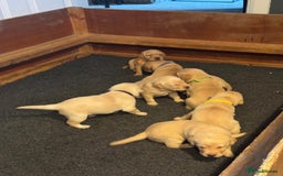 Labrador Retriever dogs for sale: Labrador Retrievers For Sale - Image 20