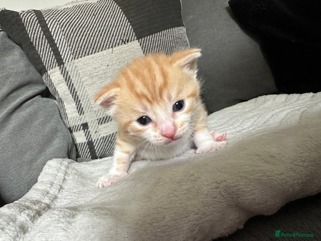 Mixed Breed cats for sale: Beautiful kittens  - Image 1