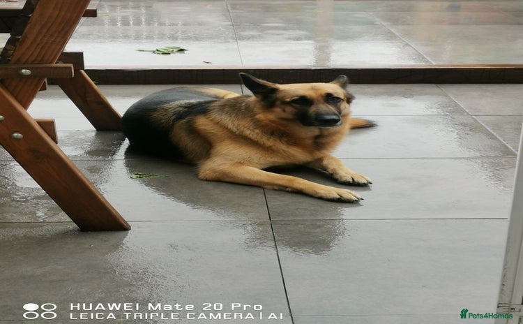 German Shepherd dogs - Advert 4
