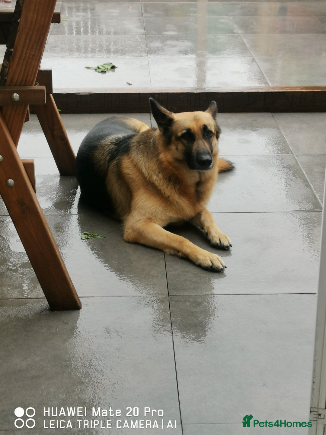 German Shepherd dogs for sale: German shepherd for sale 4.5 years old - Image 1
