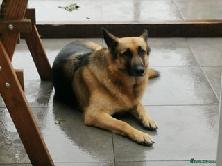 German Shepherd dogs - Advert 28