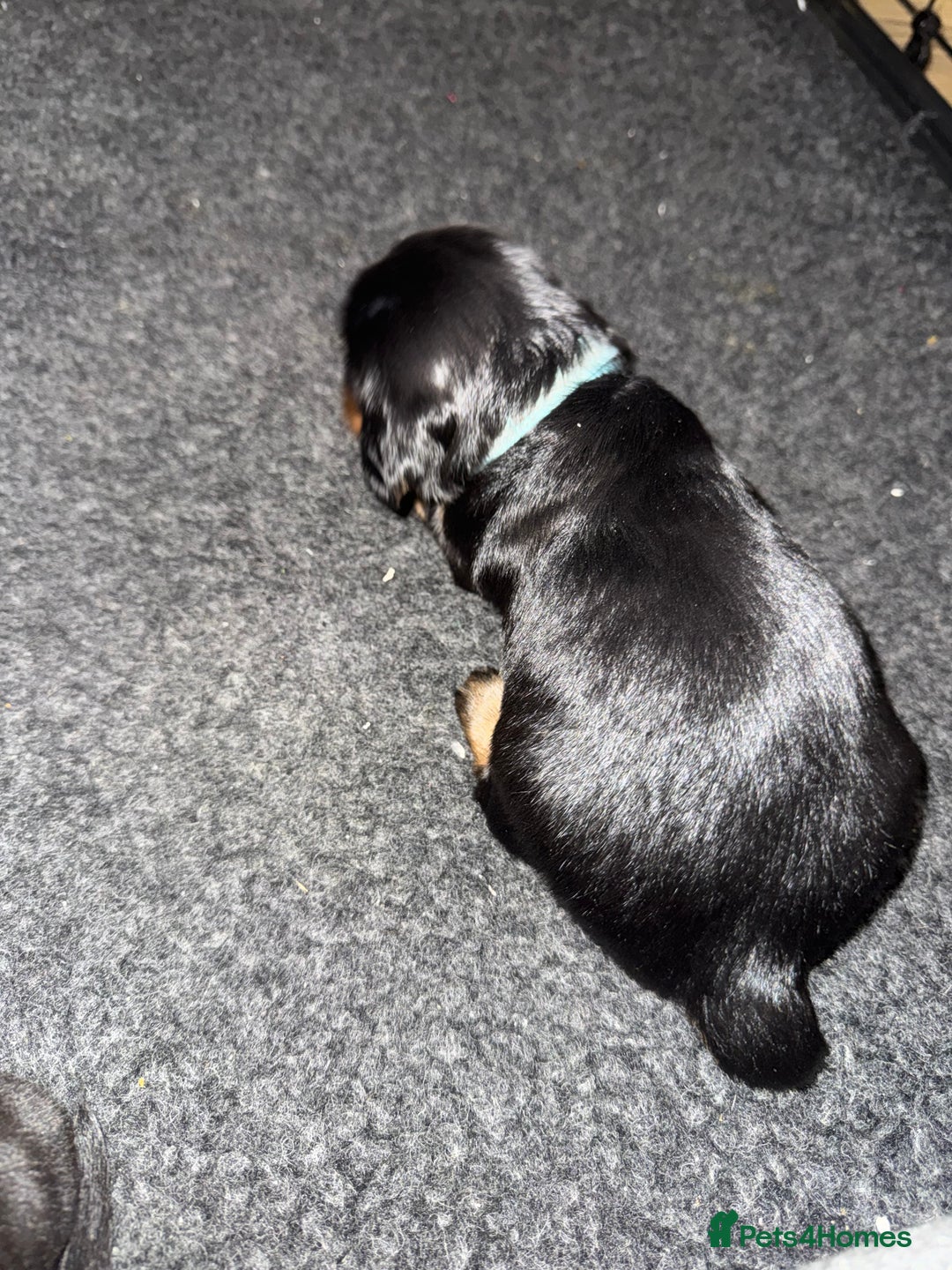 Dachshund dogs for sale: 4 miniature x jack russle   - Advert 9