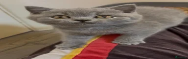 British Shorthair 3