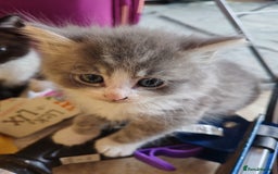 British Shorthair cats for sale: British shorthair kittens  - Image 6