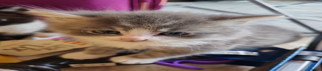 British Shorthair Kitten 3