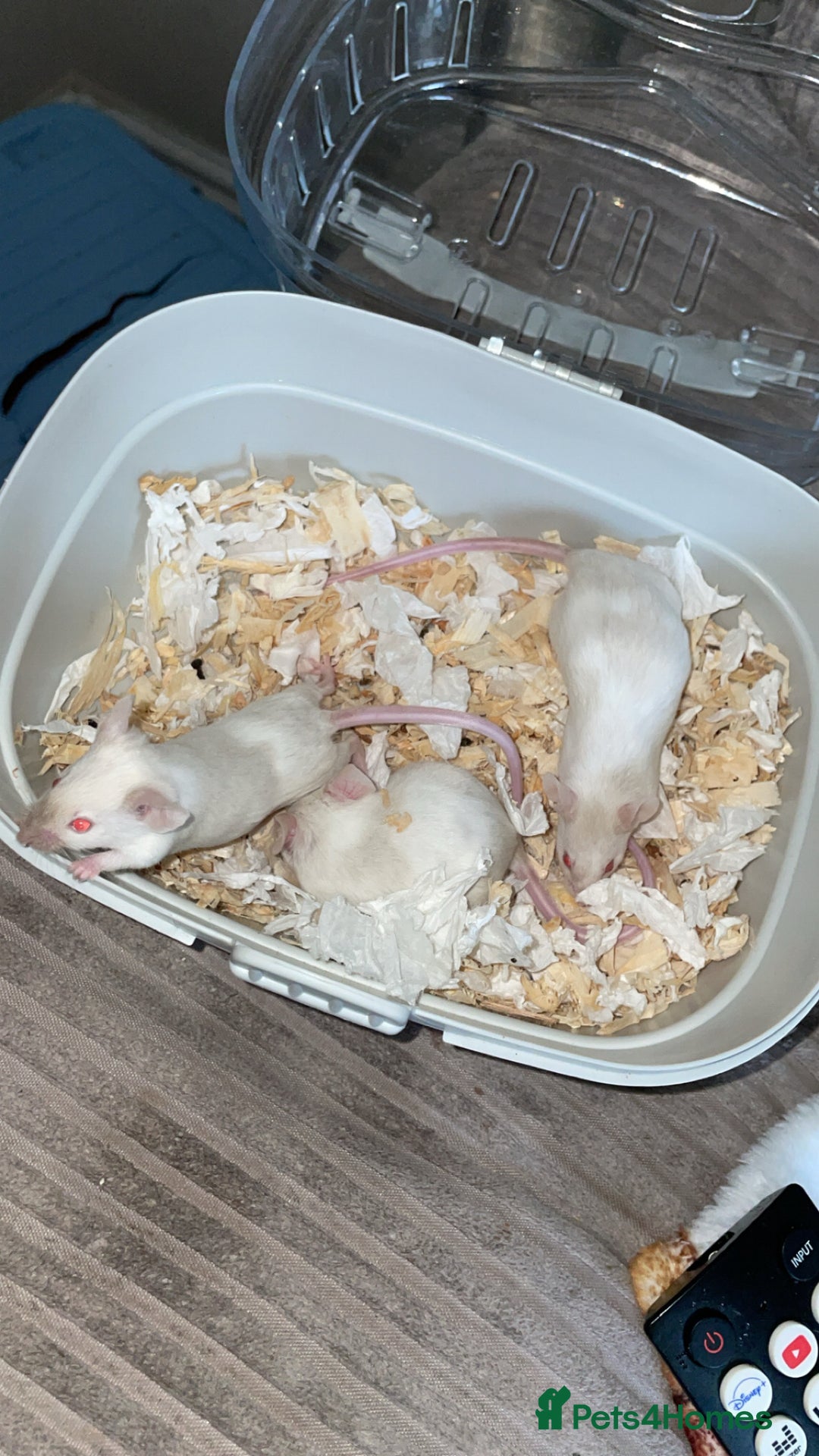 Mouse rodents for sale: Male mice  - Advert 3