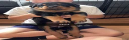Rottweiler dogs for stud: Stunning KC male Rottweiler for stud  - Advert 3