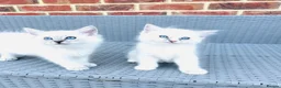 Ragdoll cats for sale: GCCF BEAUTIFUL RAGDOLL KITTENS  - Advert 13