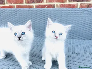Ragdoll cats GCCF BEAUTIFUL RAGDOLL KITTENS - Advert 2