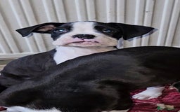 Boxer dogs for sale: READY NOW Kc reg sealed brindle fully vac  - Image 20