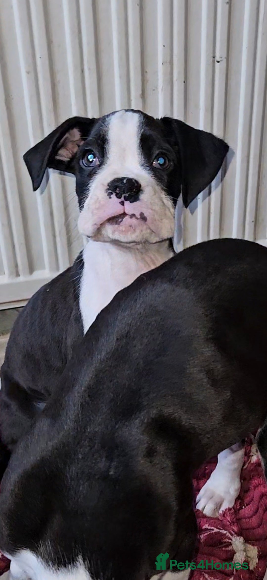 Boxer dogs for sale: READY NOW Kc reg sealed brindle fully vac  - Image 20