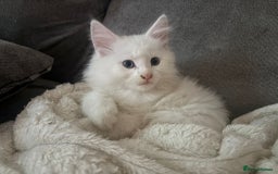 Maine Coon cats for sale: Beautiful rare white Maine coon kitten female  - Image 4
