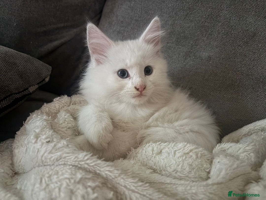 Maine Coon cats for sale: Beautiful rare white Maine coon kitten female  - Image 4