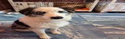 Border Collie dogs for sale: Blue merle border collie for sale  - Advert 6