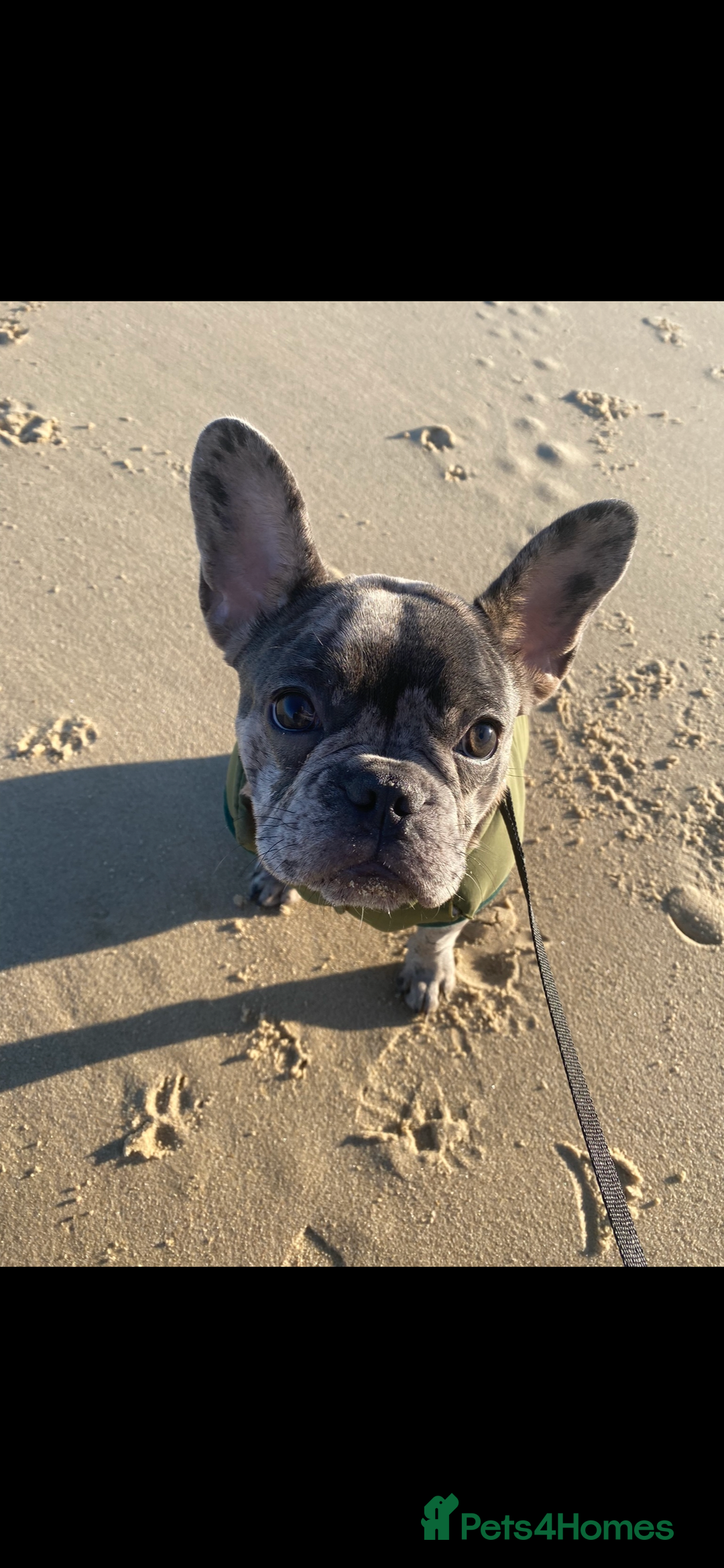 French Bulldog dogs for sale: Female French Bulldog - Advert 1