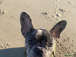 French Bulldog dogs Female French Bulldog - Advert 2