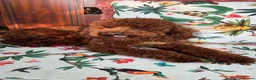 Toy Poodle dogs for sale: Beautiful Red Toy Poodle Puppies 🤎🐩 - Advert 8