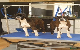 Boxer dogs for sale: Quality Well Bred Boxer Babies - Image 11