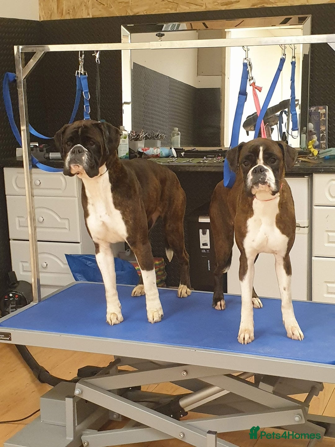 Boxer dogs for sale: Quality Well Bred Boxer Babies - Image 11