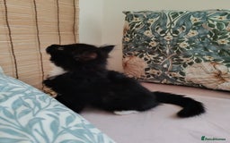British Longhair cats for sale: British Longhair mix Kittens  - Image 8