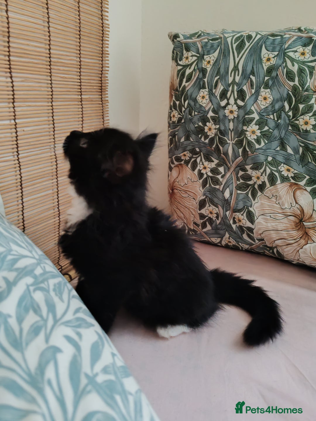 British Longhair cats for sale: British Longhair mix Kittens  - Image 8