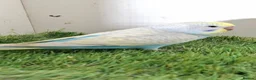 Budgerigars birds for sale: Budgies for sale Birmingham  - Advert 11