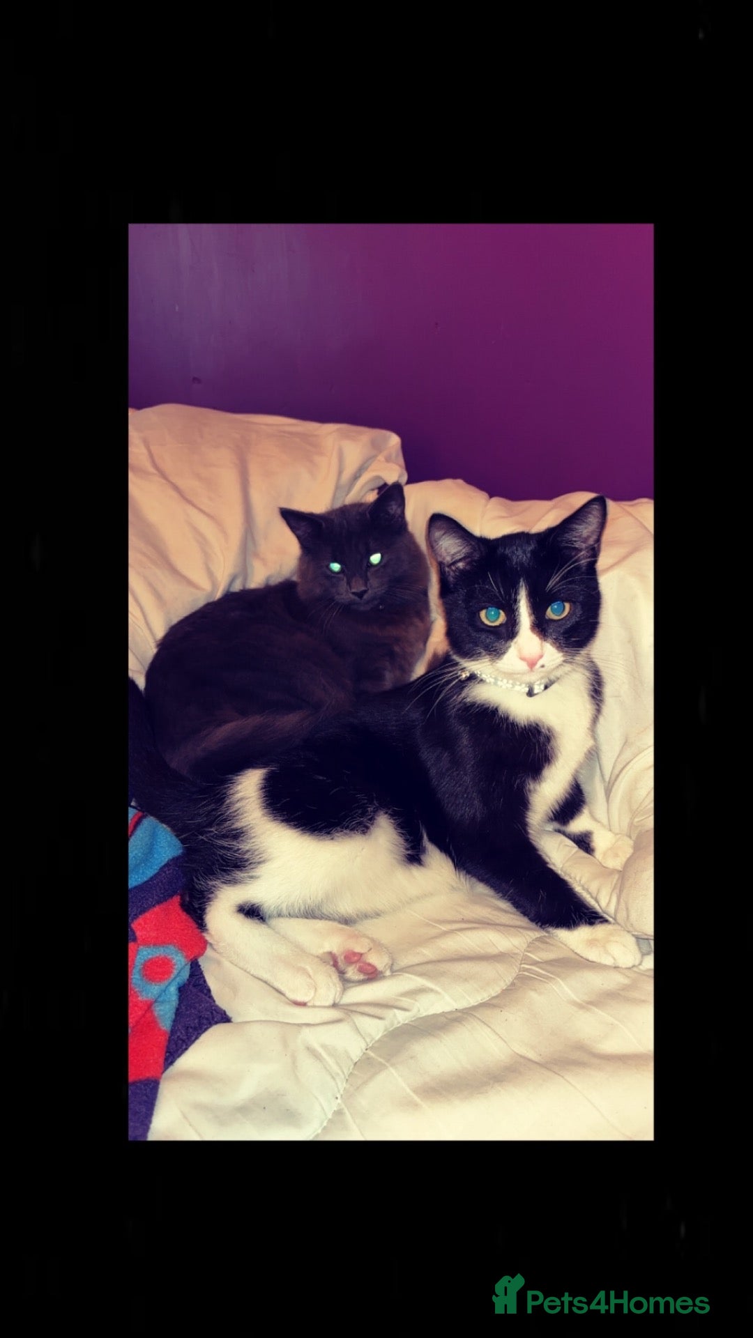 Mixed Breed cats for sale: 2 male kittens must be rehomed together  - Advert 8