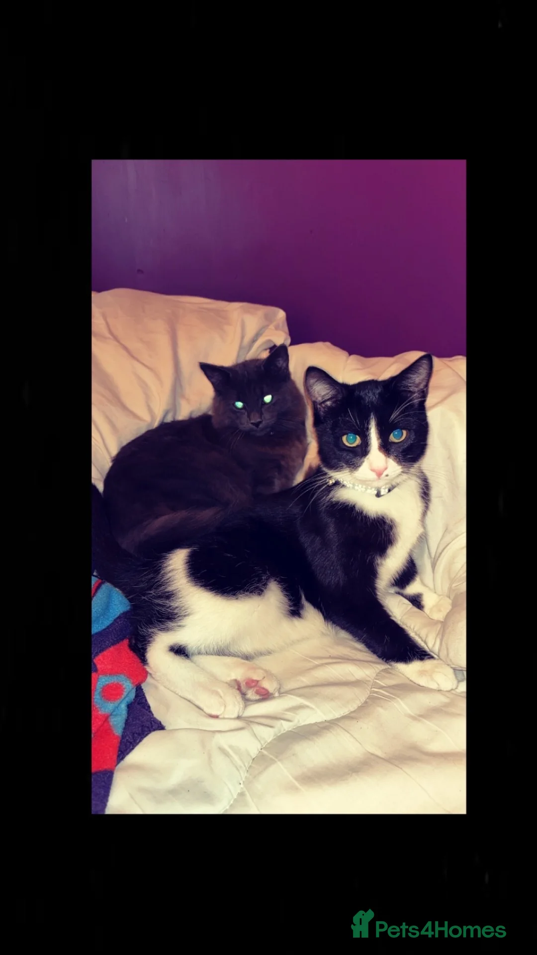 Mixed Breed cats for sale: 2 male kittens must be rehomed together  - Advert 1