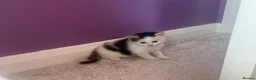 Ragdoll cats for sale: Beautiful ¾ Ragdoll Female Kitten 🩷 in Brentwood - Advert 4