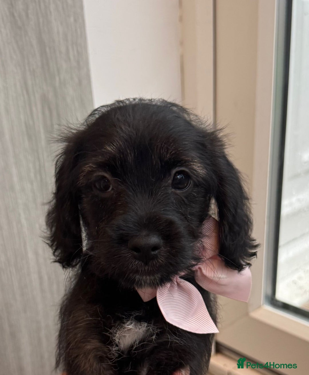 Mixed Breed dogs for sale: Beautiful shihpoo puppies - Advert 17