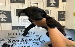 Mixed Breed dogs for sale: 4 cute Labrador x Doberman boy puppies available - Image 2